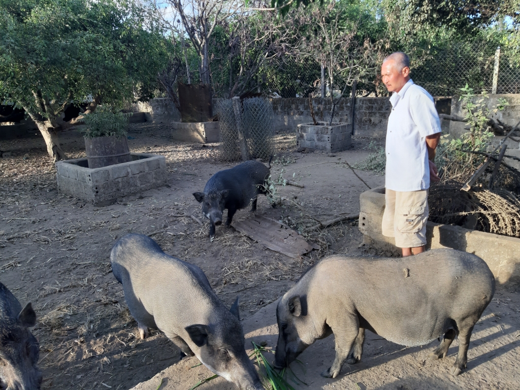 Heo rừng Tây Nguyên hút khách dịp Tết heo rung tay nguyen hut khach dip tet