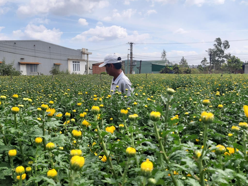 nguoi dan gia lai phan khoi vi hoa hut khach dip tet