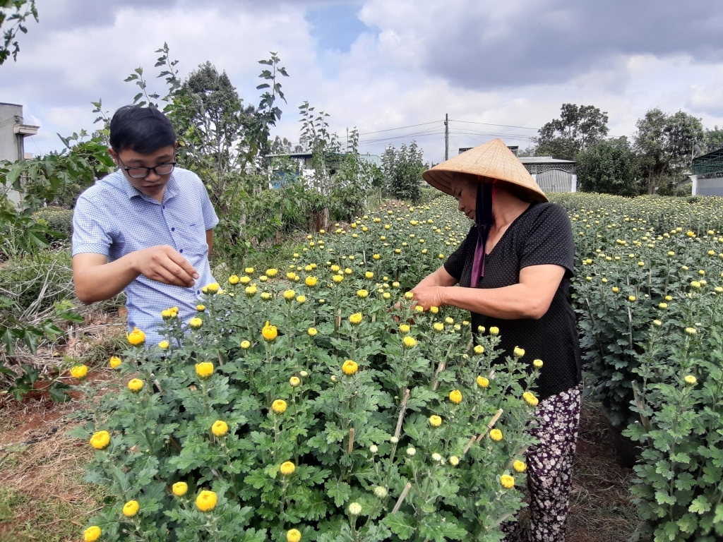 nguoi dan gia lai phan khoi vi hoa hut khach dip tet