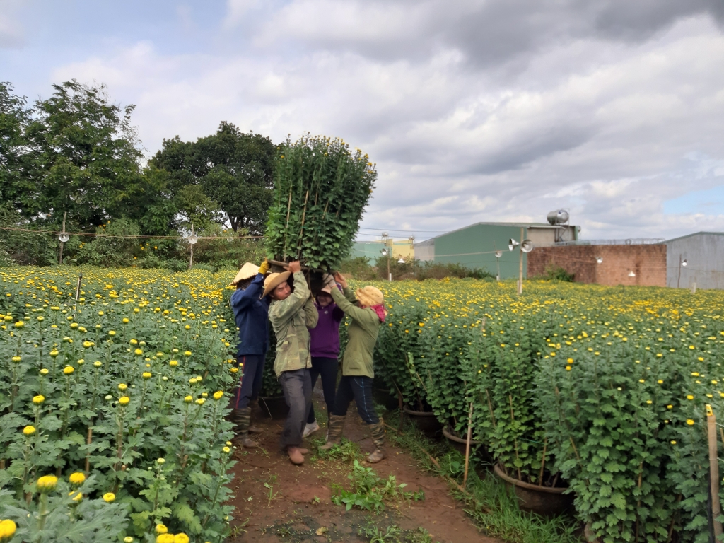 nguoi dan gia lai phan khoi vi hoa hut khach dip tet