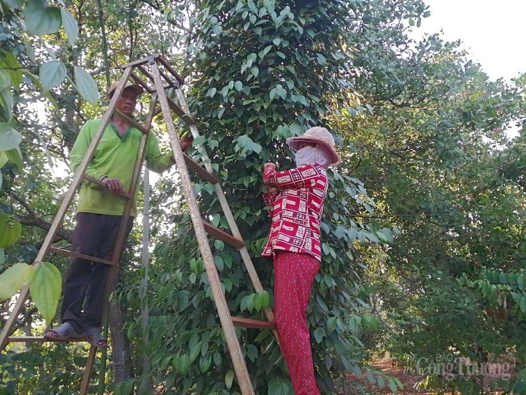 binh phuoc nguoi dan keu troi vi tieu rot gia