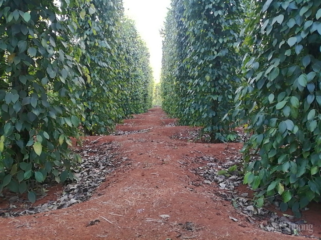 binh phuoc nguoi dan keu troi vi tieu rot gia