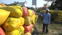 Giá lúa gạo Đồng bằng sông Cửu Long tăng nhẹ