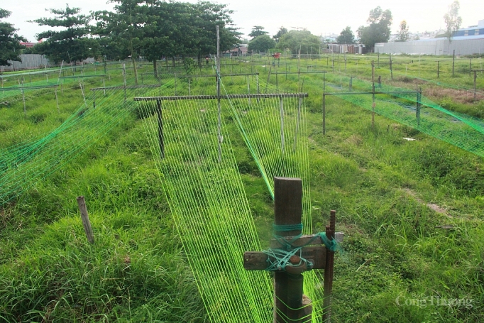 kham phap xom keo day o sai gon