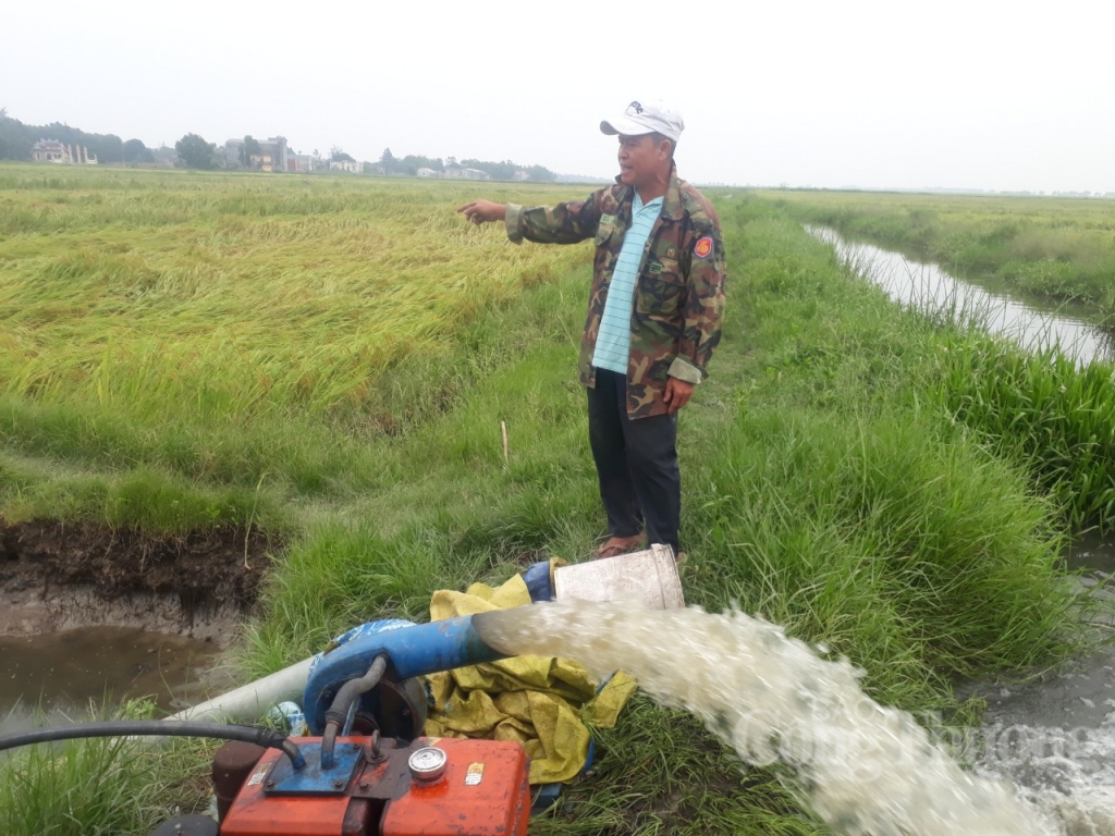 mua lon hon 14000 ha lua sap thu hoach bi nga do va ngap ung