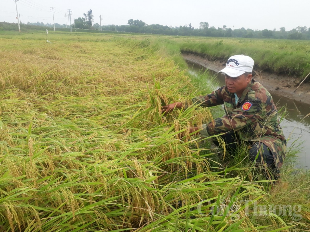 mua lon hon 14000 ha lua sap thu hoach bi nga do va ngap ung