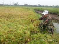 Mưa lớn, hơn 14.000 ha lúa sắp thu hoạch bị ngã đổ và ngập úng