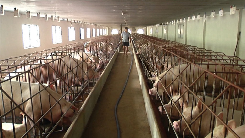 Đồng bằng sông Cửu Long: Tập trung nguồn lực ngăn ngừa bệnh dịch tả heo châu Phi dong bang song cuu long tap trung nguon luc ngan ngua benh dich ta heo chau phi