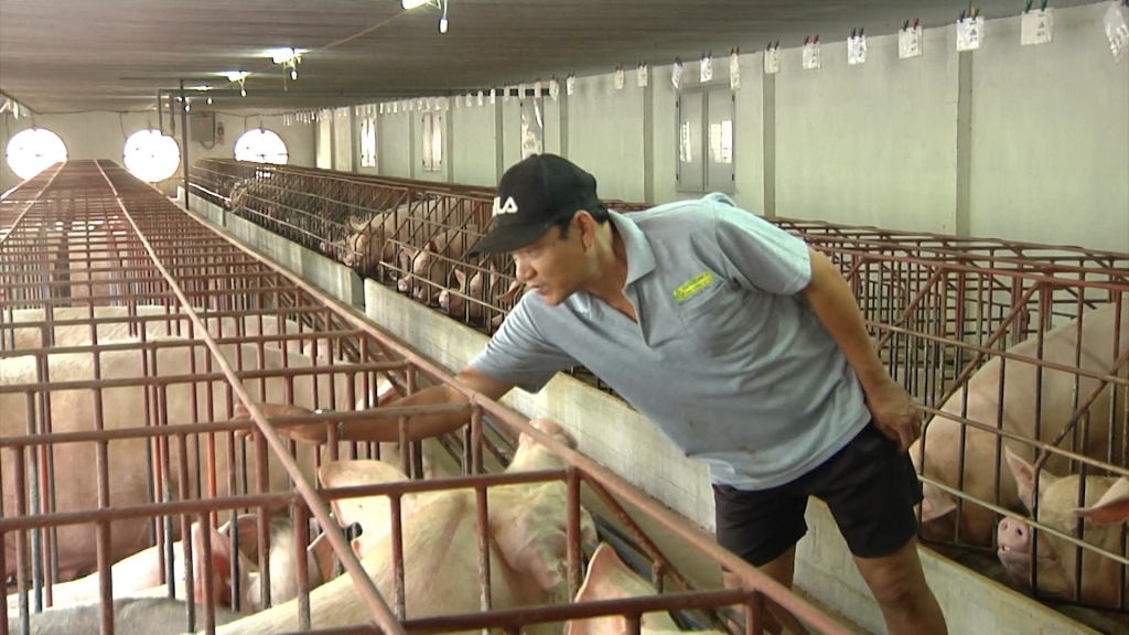 Đồng bằng sông Cửu Long: Tập trung nguồn lực ngăn ngừa bệnh dịch tả heo châu Phi dong bang song cuu long tap trung nguon luc ngan ngua benh dich ta heo chau phi