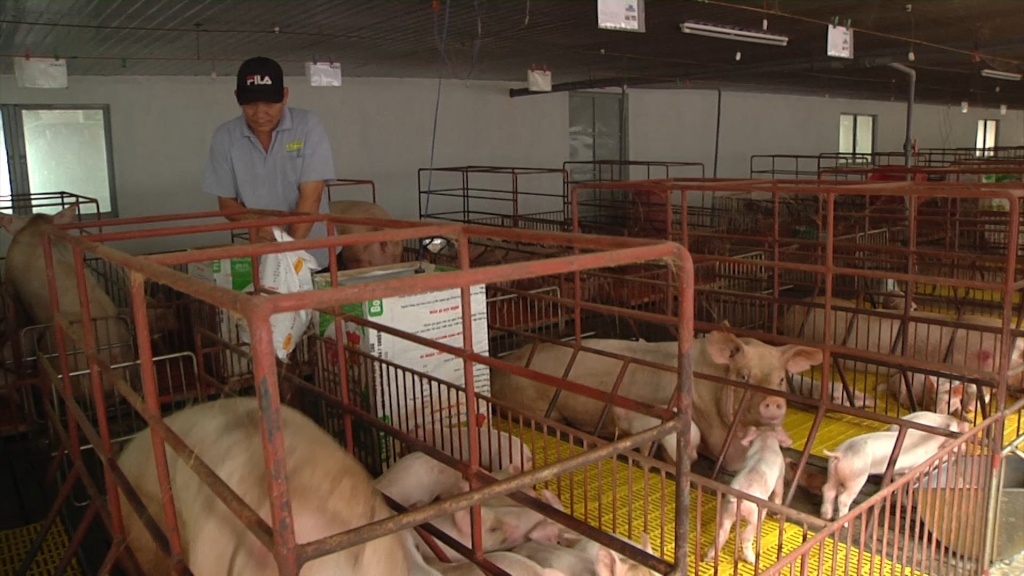 ca mau day manh cong tac phong chong benh dich ta heo chau phi