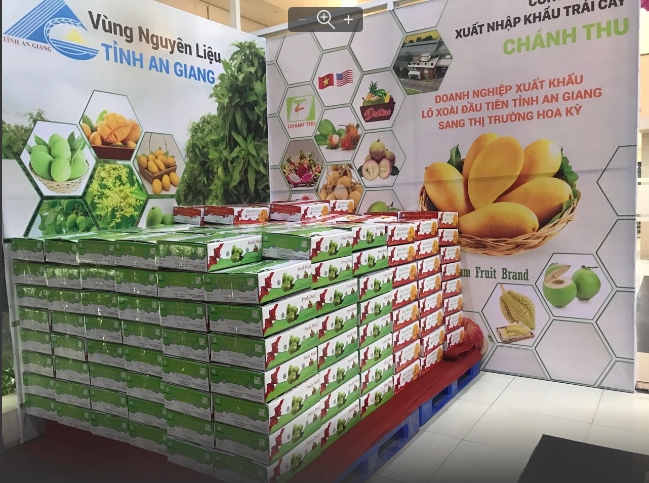 An Giang xuất khẩu 1 tấn xoài cát Hòa Lộc sang Hoa Kỳ an giang xuat khau 1 tan xoai cat hoa loc sang hoa ky