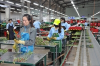 Lâm Đồng: Tháo gỡ khó khăn cho hoạt động xuất khẩu