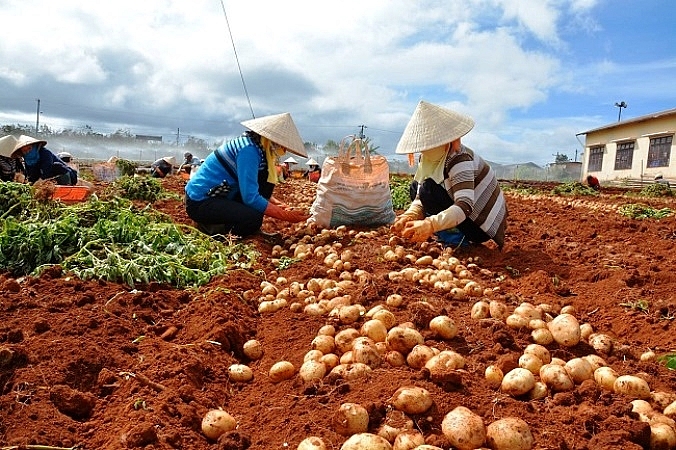Lâm Đồng công bố 17 cơ sở kinh doanh nông sản Trung Quốc lam dong cong bo 17 co so kinh doanh nong san trung quoc