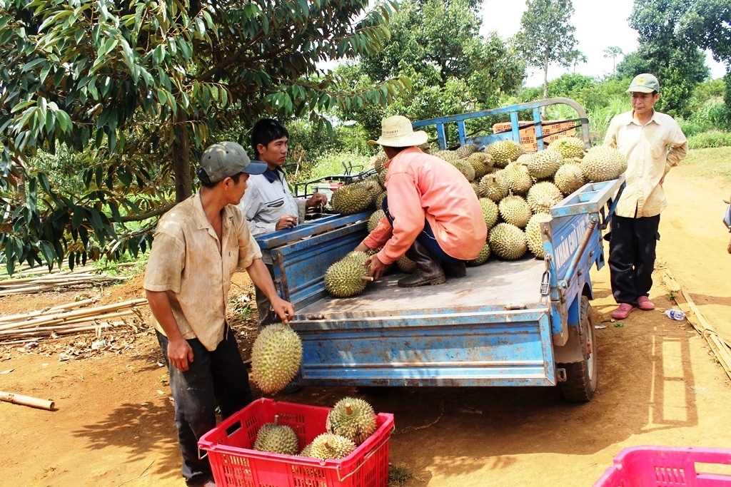 huyen a huoai lam dong thu hon 700 ty dong tu vu sau rieng 2018