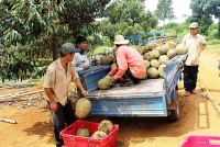 Huyện Ðạ Huoai (Lâm Đồng) thu hơn 700 tỷ đồng từ vụ sầu riêng 2018