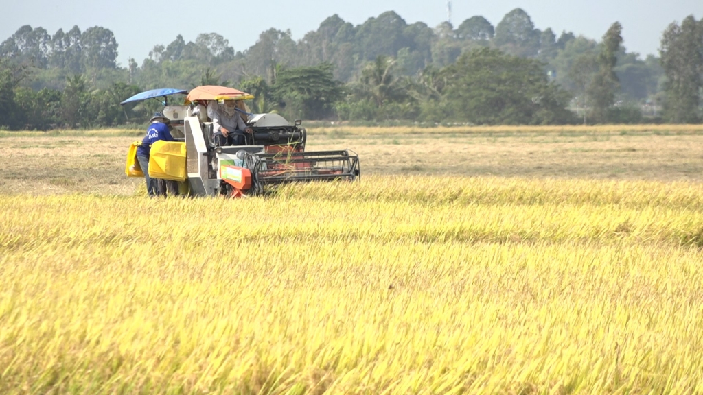 Cần Thơ: Nâng cao năng suất và chất lượng gạo can tho nang cao nang suat va chat luong gao