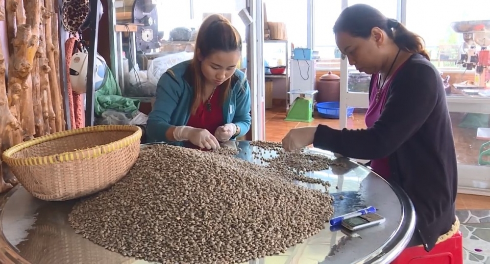 0831-ca-phe-arabica-lam-dong