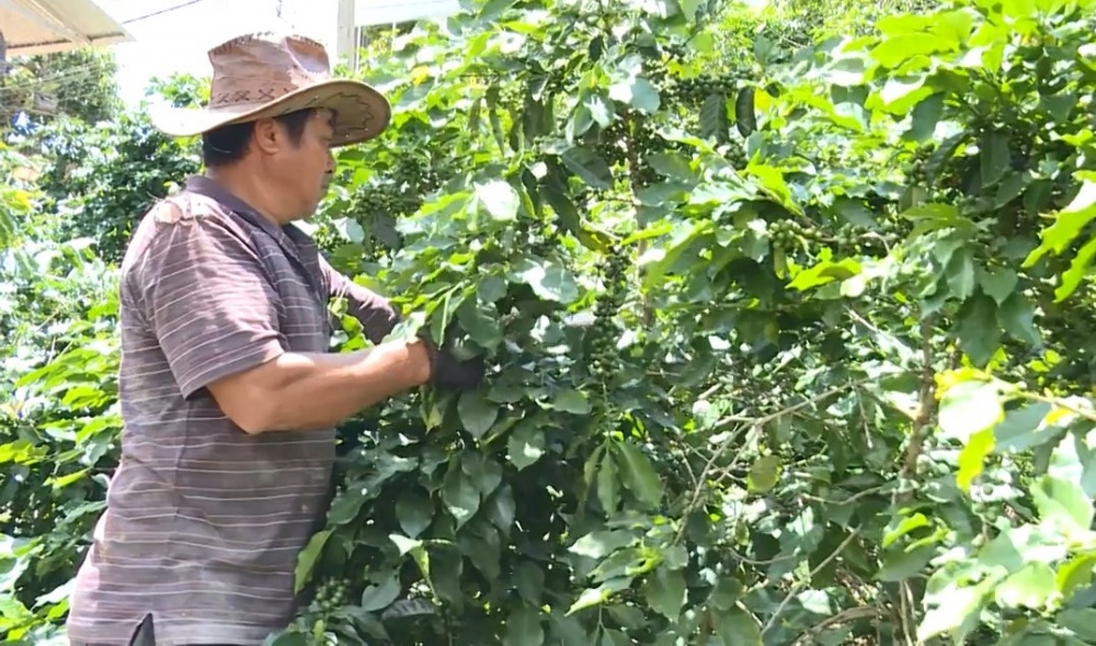 0832-ca-phe-arabica-lam-dong2