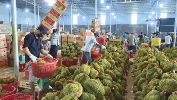 Đắk Lắk: Gần 100 nghìn tấn sầu riêng và bơ đã được tiêu thụ