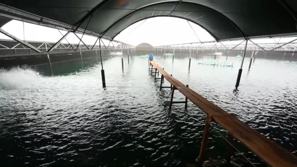 Trà Vinh: Thủy sản nuôi nước ngọt giảm, lượng nuôi vùng mặn, lợ tăng nganh thuy san tra vinh doi lap san luong nuoi giua cac vung nuoc