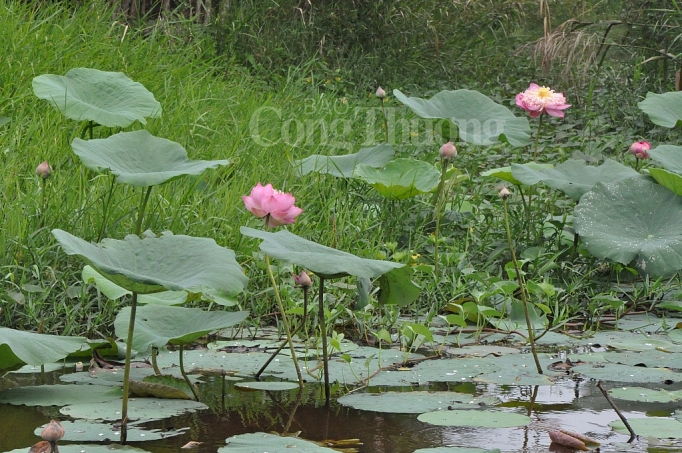 den ca mau trai nghiem du lich sinh thai cong dong