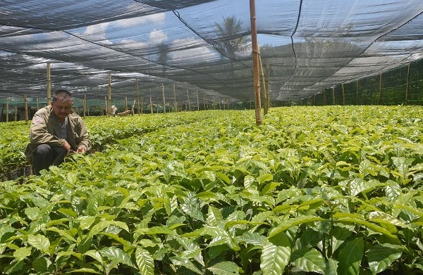 Phát triển ngành cà phê Việt Nam đồng bộ và bền vững xay dung nganh ca phe viet nam phat trien theo huong hien dai dong bo va ben vung