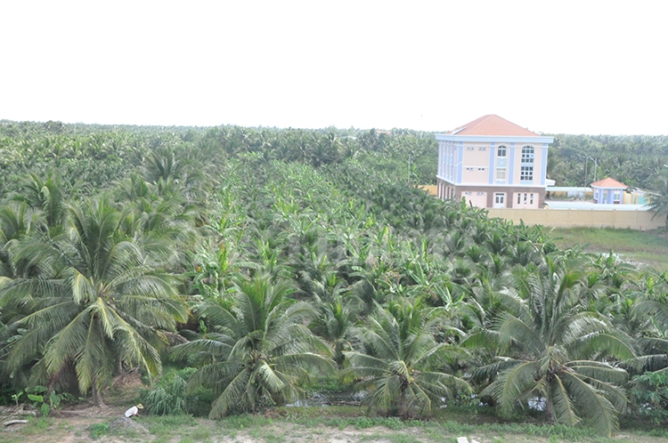 nganh dua ben tre doi moi cong nghe ho tro nong dan