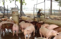 Giá tăng và lo ngại thị trường thịt lợn