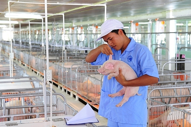 mien nam tang cuong cong tac chong dich ta lon chau phi