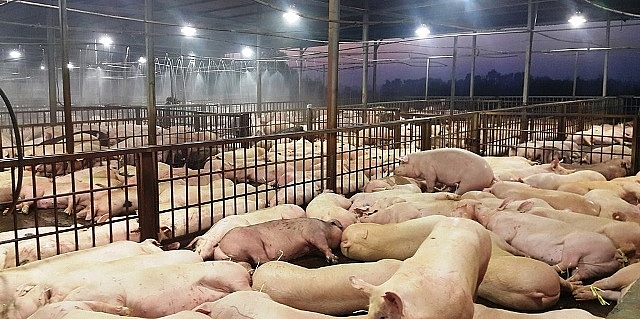 TP. Hồ Chí Minh tăng cường kiểm soát chất lượng thực phẩm tp ho chi minh tang cuong kiem soat dich benh va chat luong thuc pham