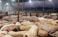 TP. Hồ Chí Minh tăng cường kiểm soát chất lượng thực phẩm