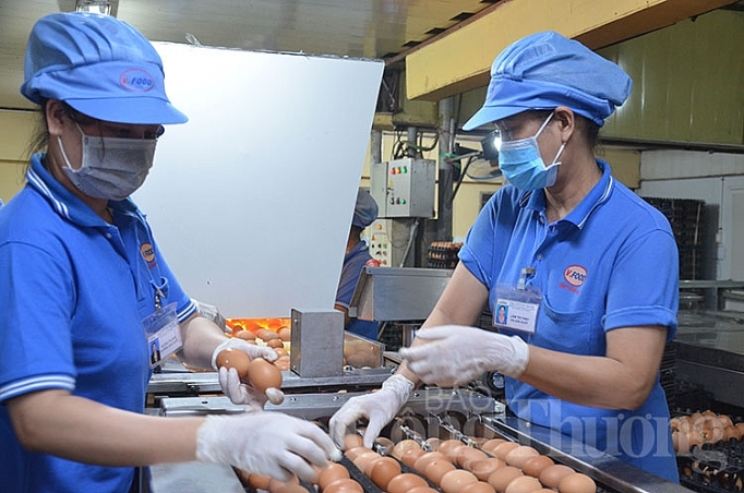 Kêu gọi người tiêu dùng “giải cứu” gia cầm vì rớt giá quá thấp keu goi nguoi tieu dung giai cuu gia cam vi rot gia qua thap