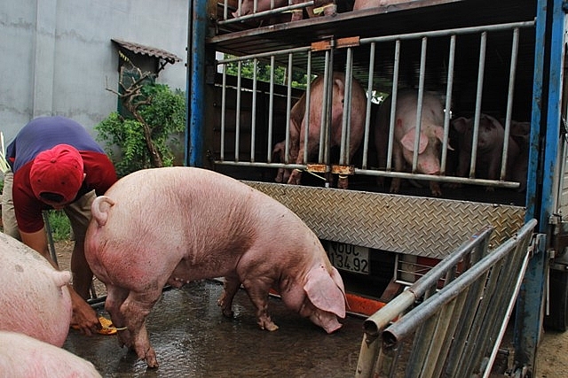 tp ho chi minh don luc de phong chong dich ta lon chau phi