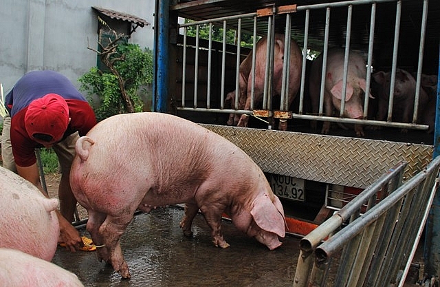 Miền Đông Nam bộ gồng mình phòng chống dịch tả lợn châu Phi mien dong nam bo gong minh phong chong dich ta lon chau phi