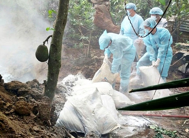 dich asf tan cong dan heo gan nua tieu con cua tinh ba ria vung tau