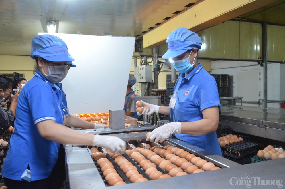 Người chăn nuôi gà điêu đứng vì giá liên tục giảm Người chăn nuôi gà điêu đứng vì giá liên tục giảm