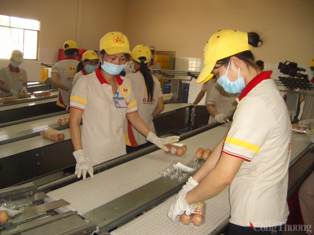 Người chăn nuôi gà điêu đứng vì giá liên tục giảm Người chăn nuôi gà điêu đứng vì giá liên tục giảm