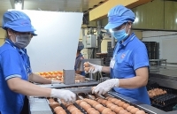 Phát triển ngành chăn nuôi khép kín để đáp ứng nhu cầu của thị trường