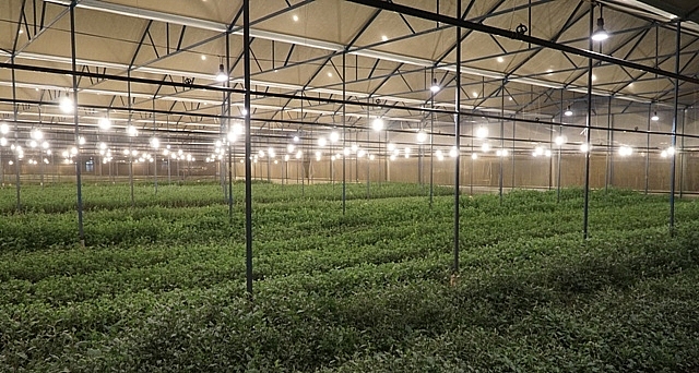 Chong đèn LED cho hoa cúc là giải pháp tối ưu tiết kiệm điện chong den led cho hoa cuc la giai phap toi uu tiet kiem dien