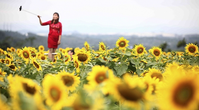 nghe an nhung mua hoa khoe sac