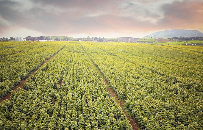 nghe an nhung mua hoa khoe sac