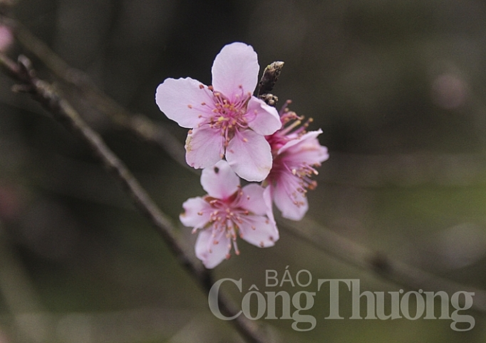 Pù Xai Lai Leng - Nơi mùa xuân đến sớm pu xai lai leng noi mua xuan den som