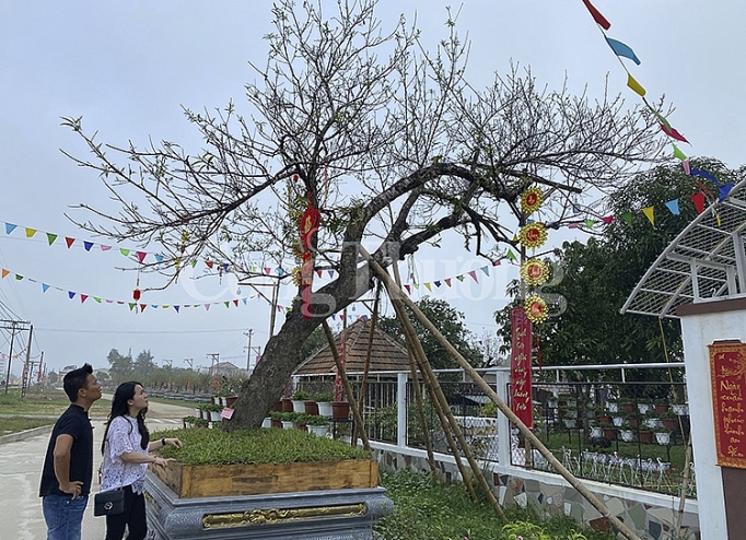 Nghệ An: Dịch vụ cho thuê đào tết hút khách nghe an dich vu cho dao tet hut khach