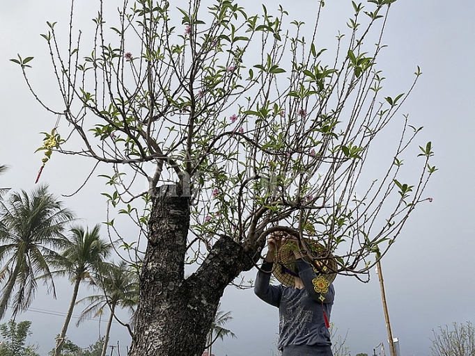 Nghệ An: Dịch vụ cho thuê đào tết hút khách nghe an dich vu cho dao tet hut khach