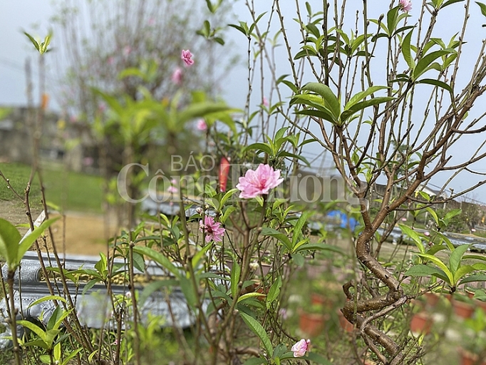 Nghệ An: Dịch vụ cho thuê đào tết hút khách nghe an dich vu cho dao tet hut khach