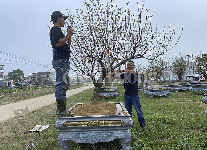 Nghệ An: Dịch vụ cho thuê đào tết hút khách nghe an dich vu cho dao tet hut khach