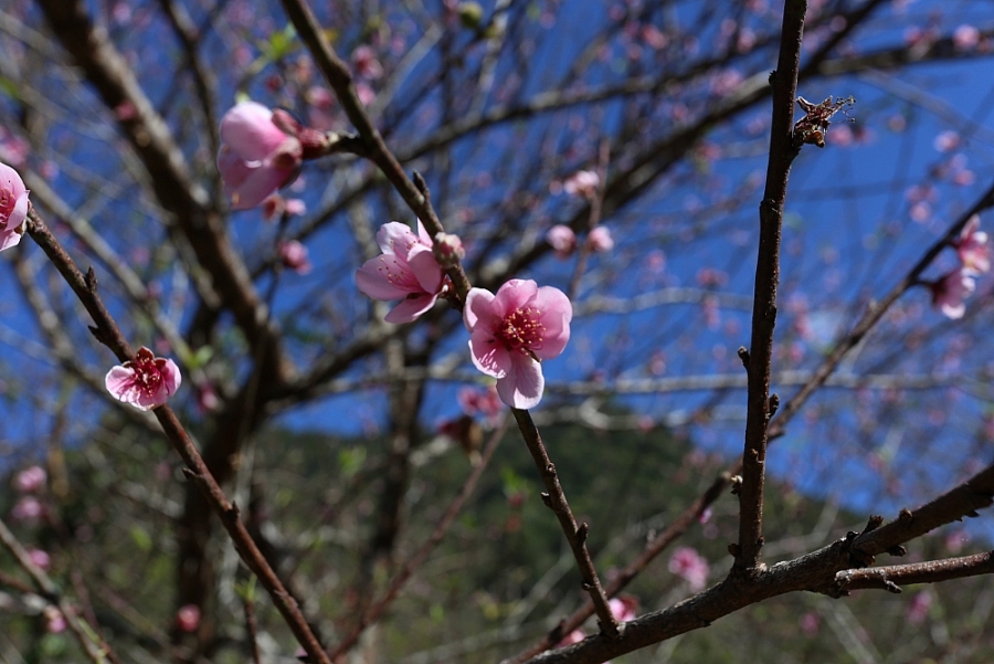 Nghệ An: Đào Tết nở sớm, người dân thấp thỏm Nghệ An: Đào Tết nở sớm, người dân thấp thỏm