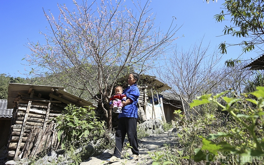 Nghệ An: Đào Tết nở sớm, người dân thấp thỏm Nghệ An: Đào Tết nở sớm, người dân thấp thỏm