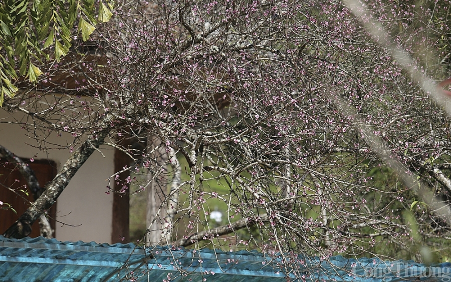 Nghệ An: Đào Tết nở sớm, người dân thấp thỏm Nghệ An: Đào Tết nở sớm, người dân thấp thỏm