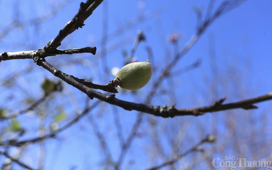 Nghệ An: Đào Tết nở sớm, người dân thấp thỏm Nghệ An: Đào Tết nở sớm, người dân thấp thỏm